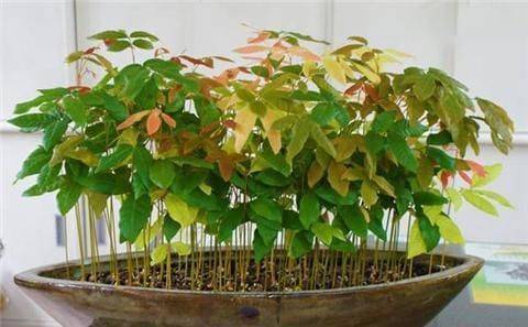 Various fruit seed-planting methods