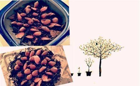 Various fruit seed-planting methods