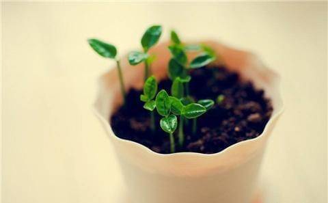 Various fruit seed-planting methods