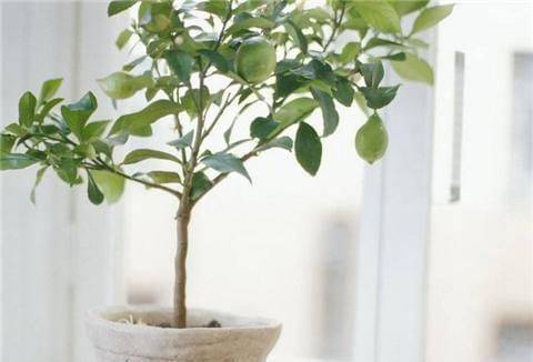 Various fruit seed-planting methods