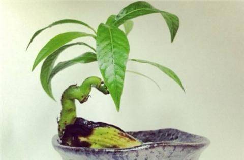 Various fruit seed-planting methods