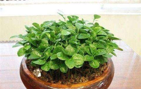 Various fruit seed-planting methods