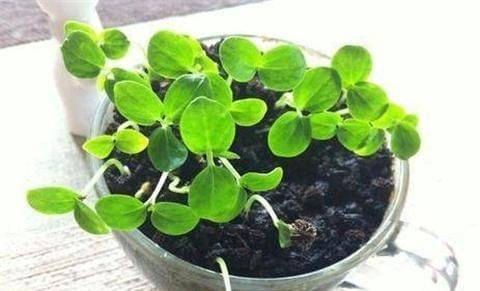 Various fruit seed-planting methods