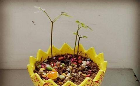 Various fruit seed-planting methods