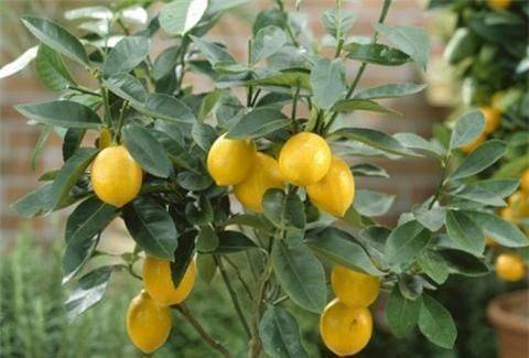 Various fruit seed-planting methods