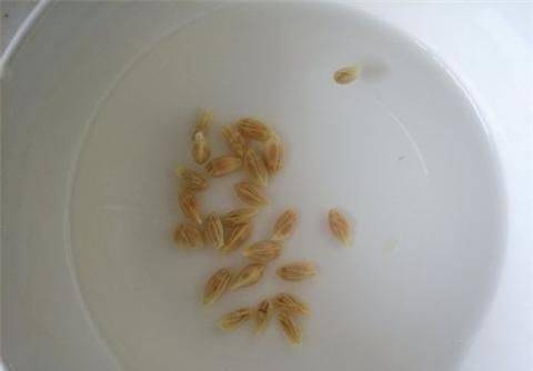 Various fruit seed-planting methods