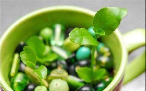 Various fruit seed-planting methods