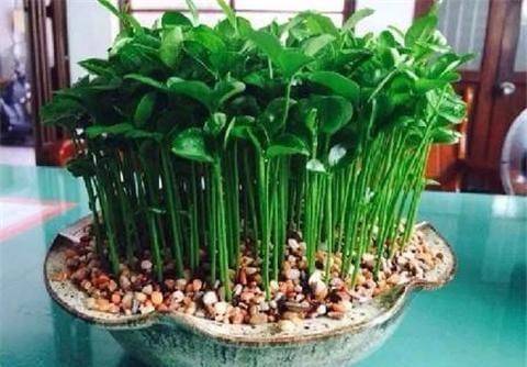 Various fruit seed-planting methods