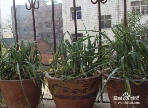 Garlic growing technology video