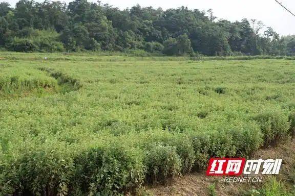 Aie's planting technology video