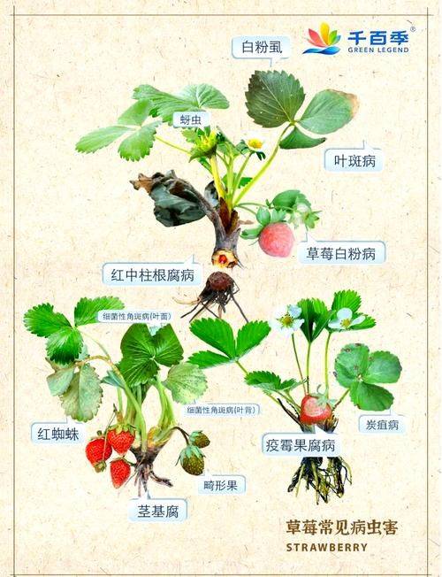 Strawberry planting techniques