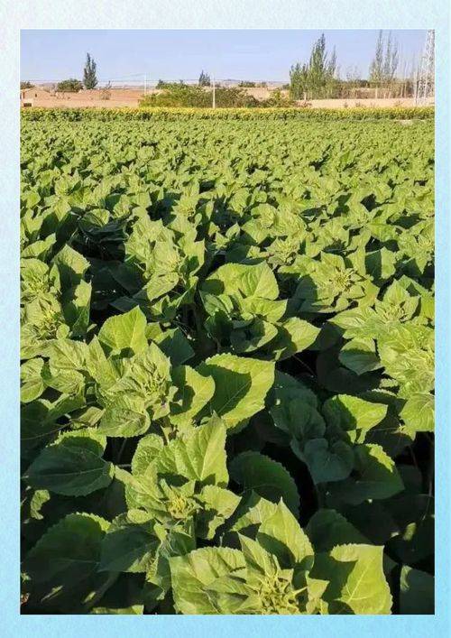 Methods of planting sunflower