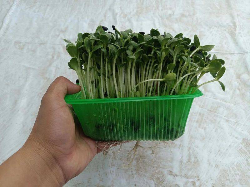 Methods of planting sunflower