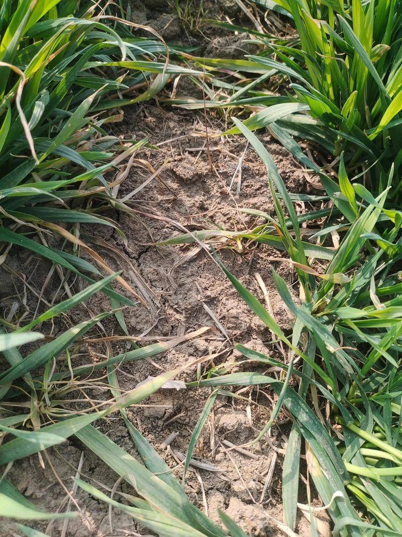 Technology for ryegrass cultivation