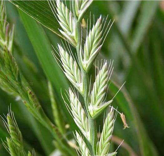 Technology for ryegrass cultivation