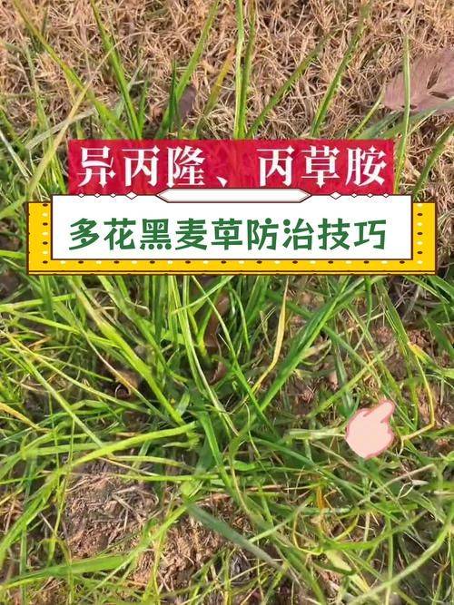 Technology for ryegrass cultivation