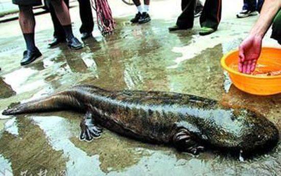 The market price for dollfish