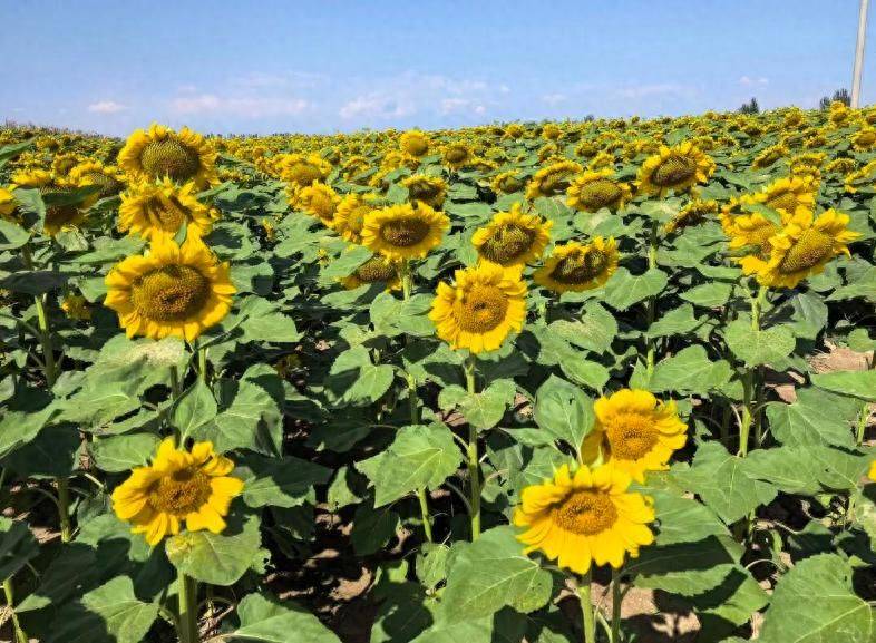 Methods of planting sunflower