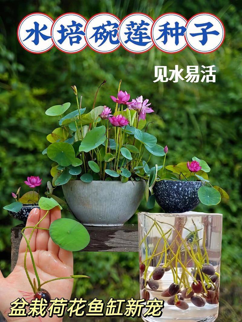 The way the bowls are grown, it's made