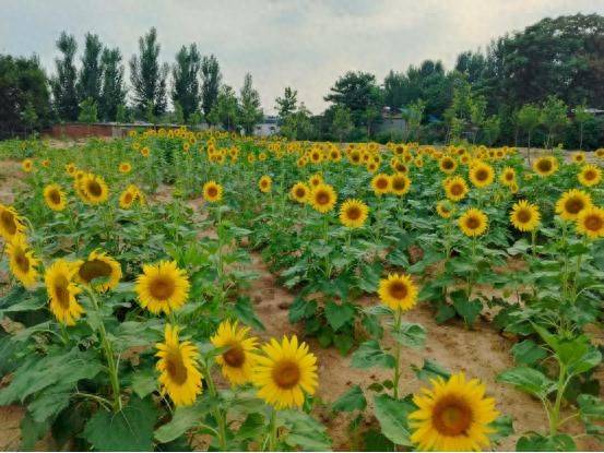 Methods of planting sunflower