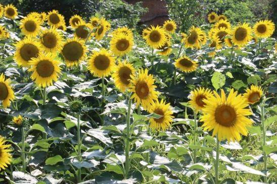 Methods of planting sunflower