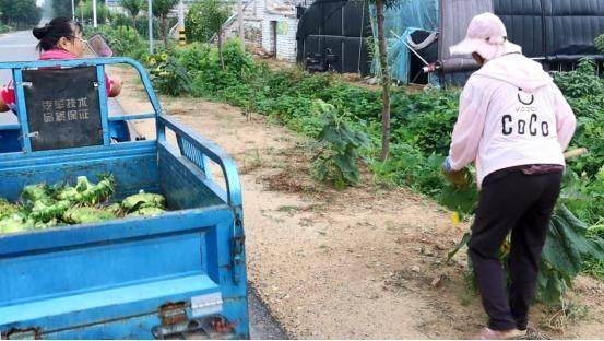 Methods of planting sunflower