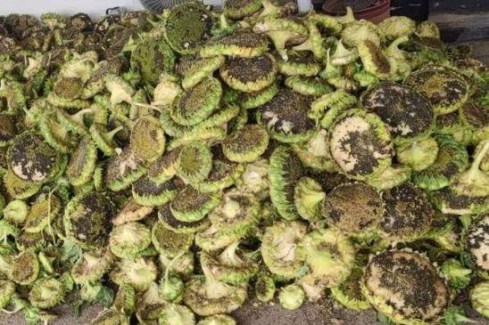 Methods of planting sunflower