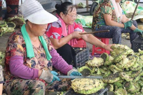 Methods of planting sunflower