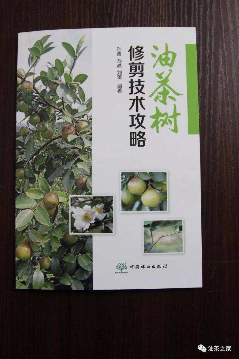 Video on oil and tea tree cultivation techniques