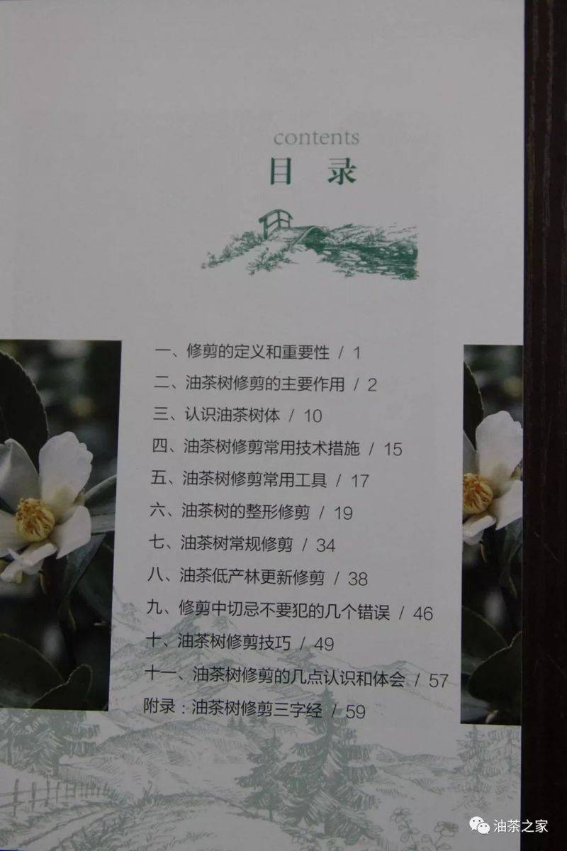 Video on oil and tea tree cultivation techniques