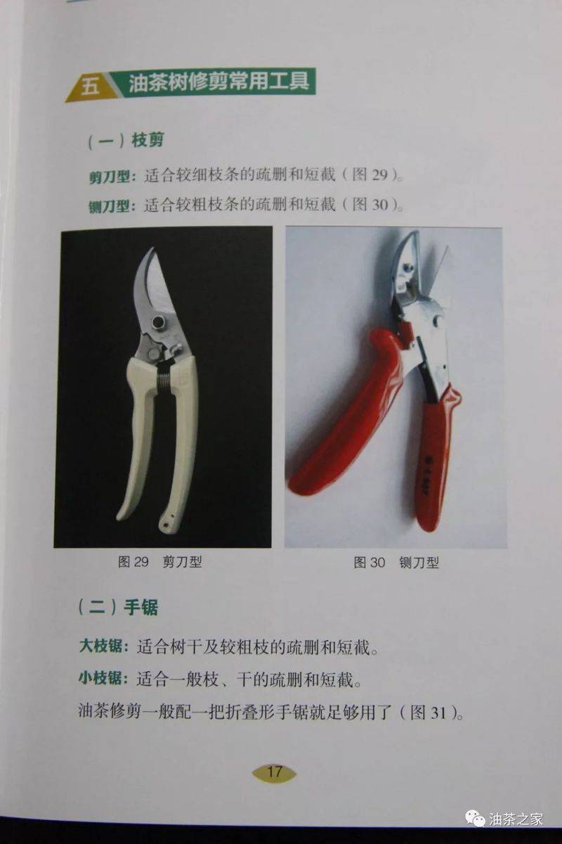 Video on oil and tea tree cultivation techniques