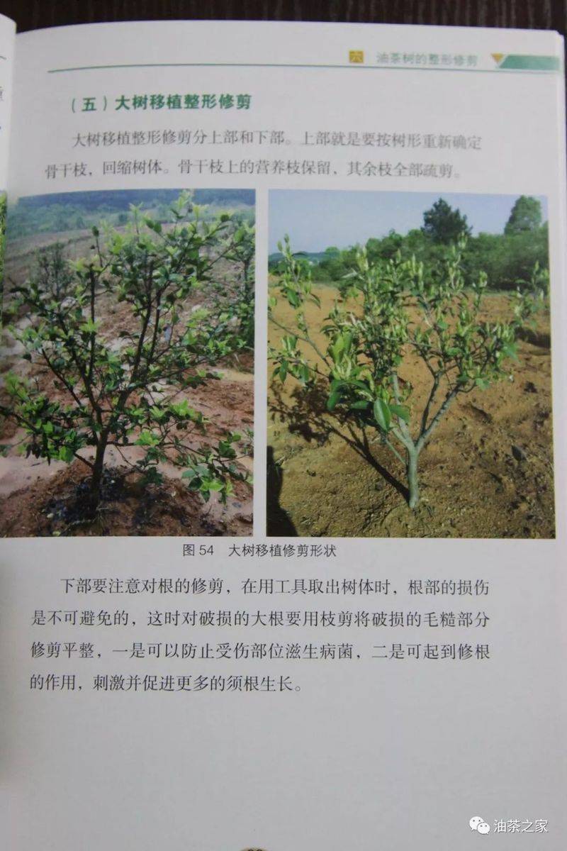 Video on oil and tea tree cultivation techniques