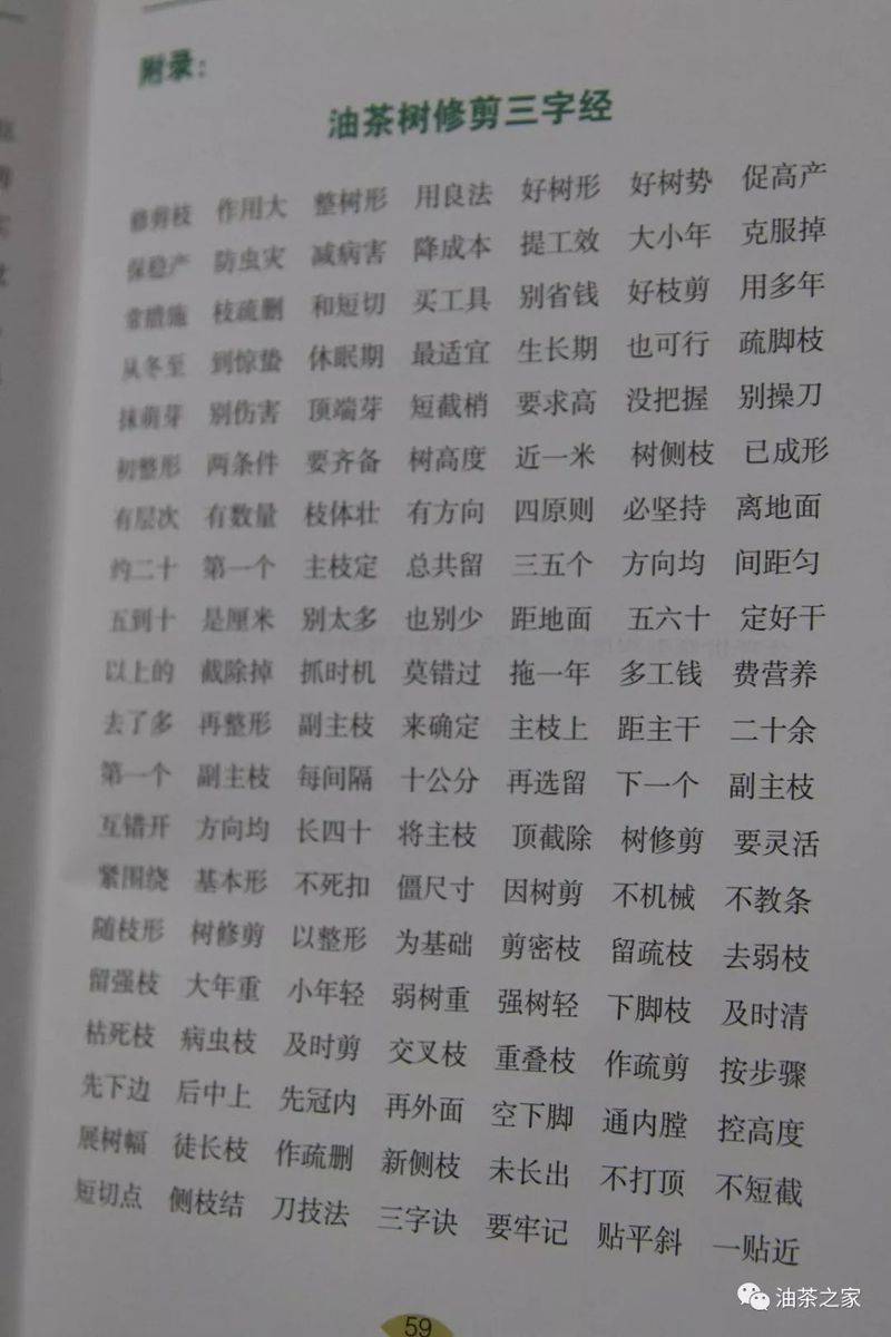 Video on oil and tea tree cultivation techniques