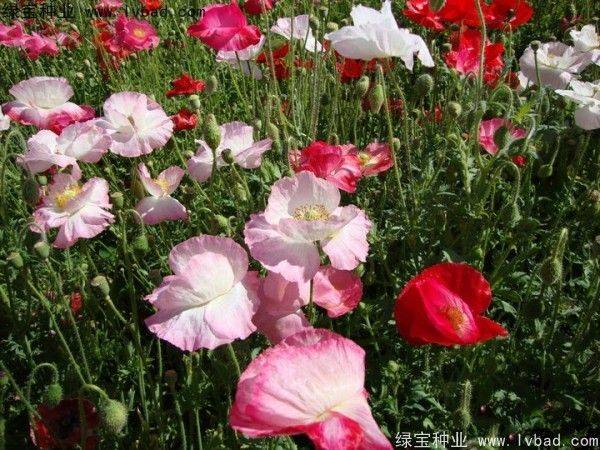 Icelandic pogrom cultivation methods