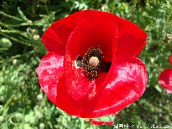 Icelandic pogrom cultivation methods