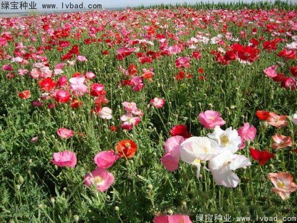 Icelandic pogrom cultivation methods