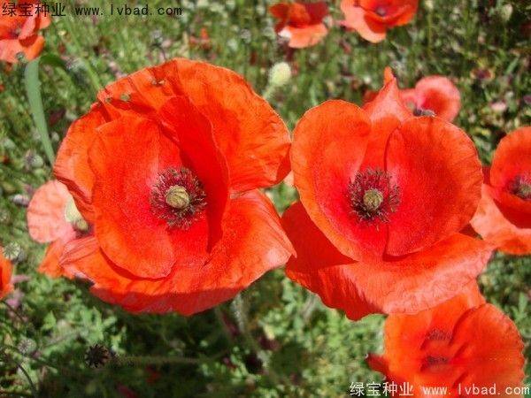 Icelandic pogrom cultivation methods