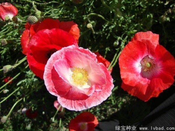 Icelandic pogrom cultivation methods