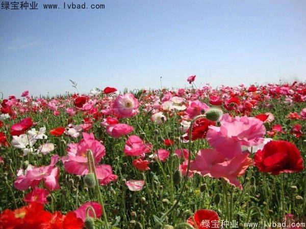 Icelandic pogrom cultivation methods