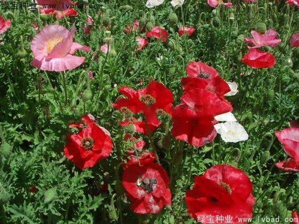 Icelandic pogrom cultivation methods