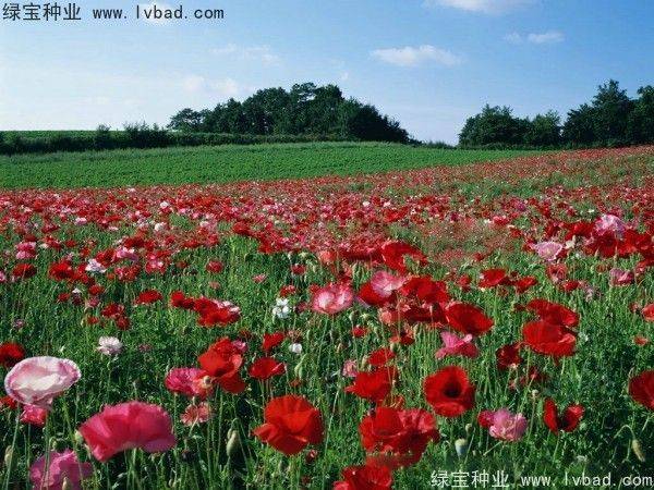 Icelandic pogrom cultivation methods