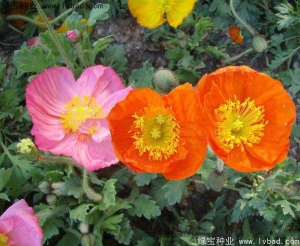 Icelandic pogrom cultivation methods