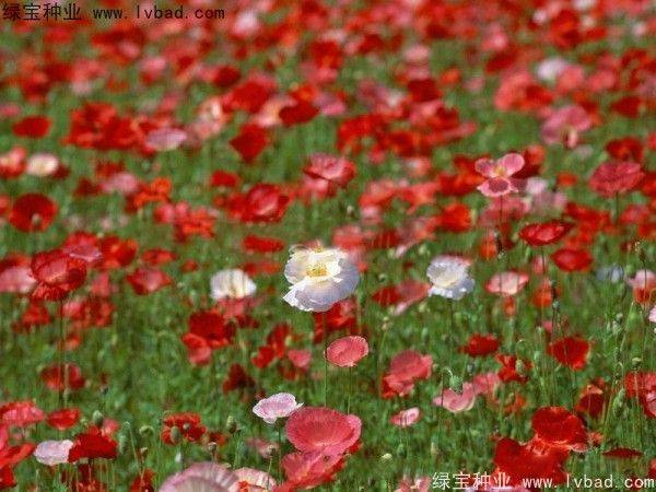 Icelandic pogrom cultivation methods