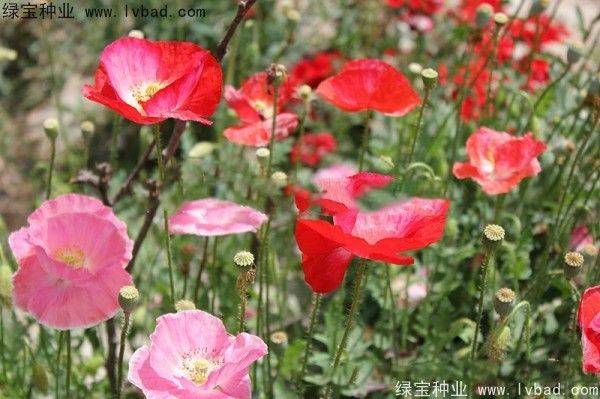 Icelandic pogrom cultivation methods