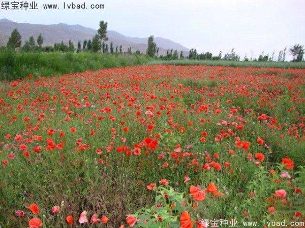 Icelandic pogrom cultivation methods