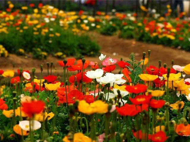 Icelandic pogrom cultivation methods