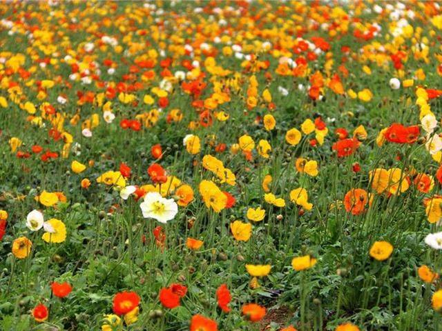 Icelandic pogrom cultivation methods