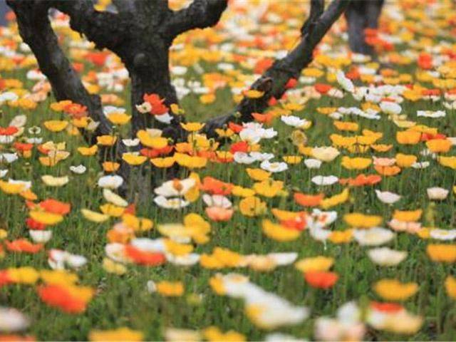 Icelandic pogrom cultivation methods