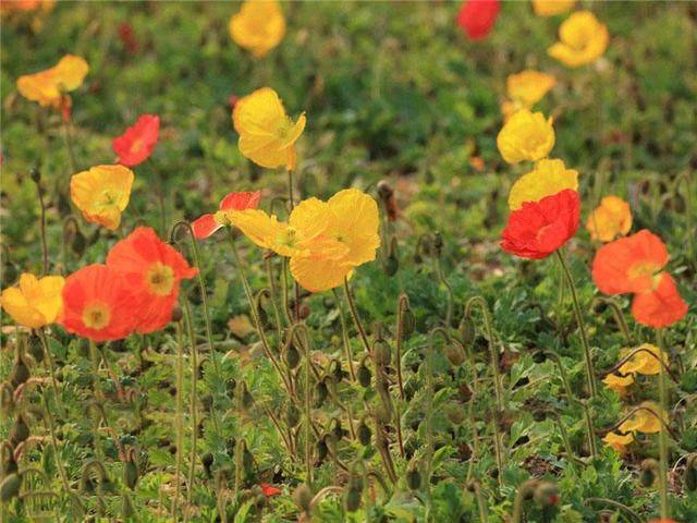 Icelandic pogrom cultivation methods
