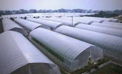 Technology for vegetable growing in winter